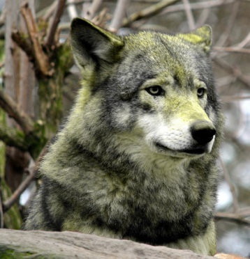 NotWereWolf.jpg