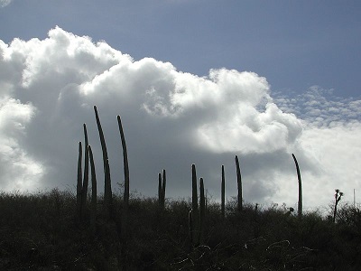 Cephalocereus.jpg