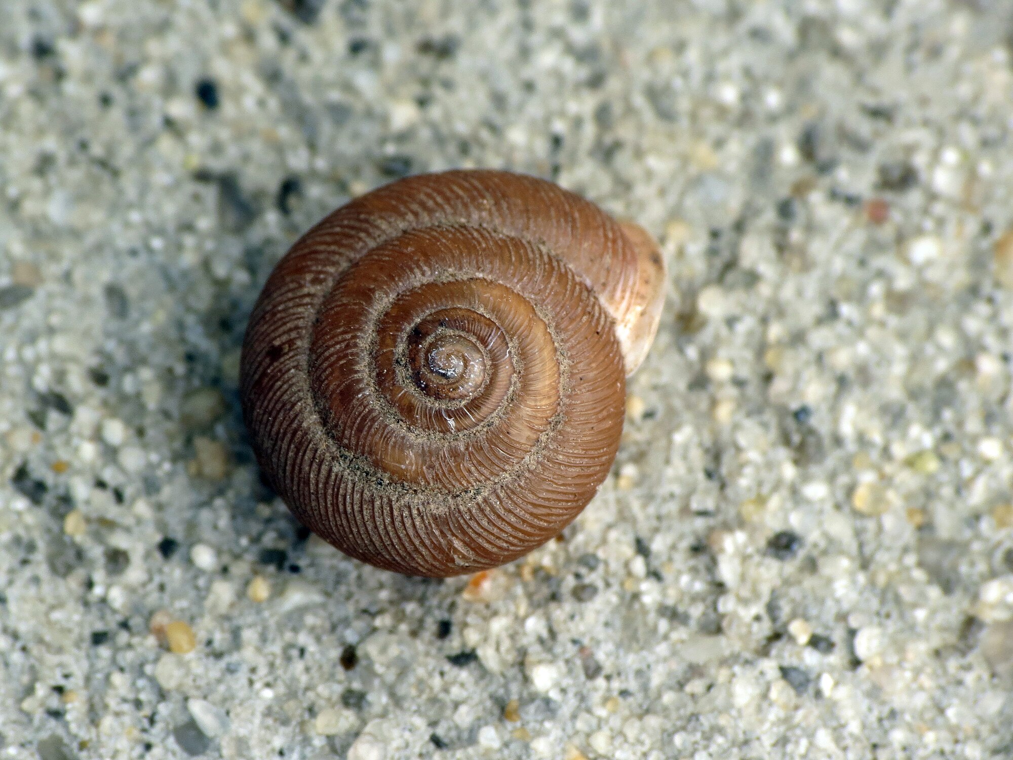 Three_toothed_snail.jpg
