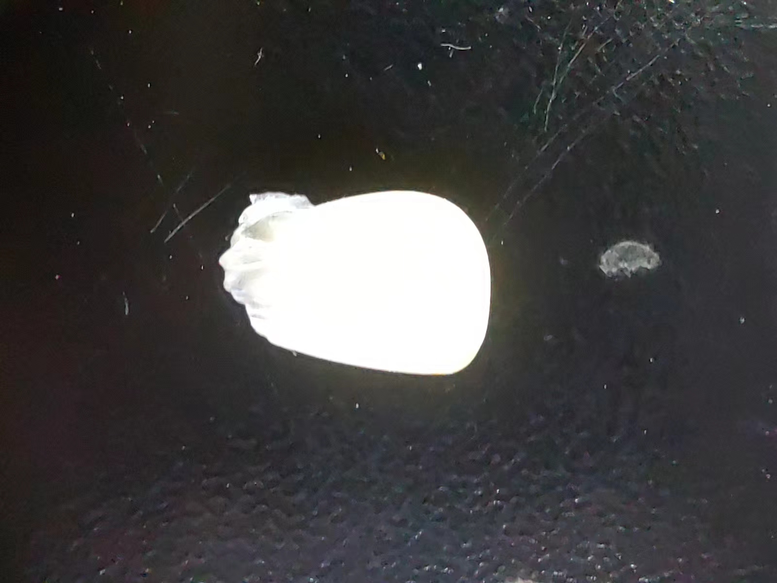 白的发光的玉米.jpg