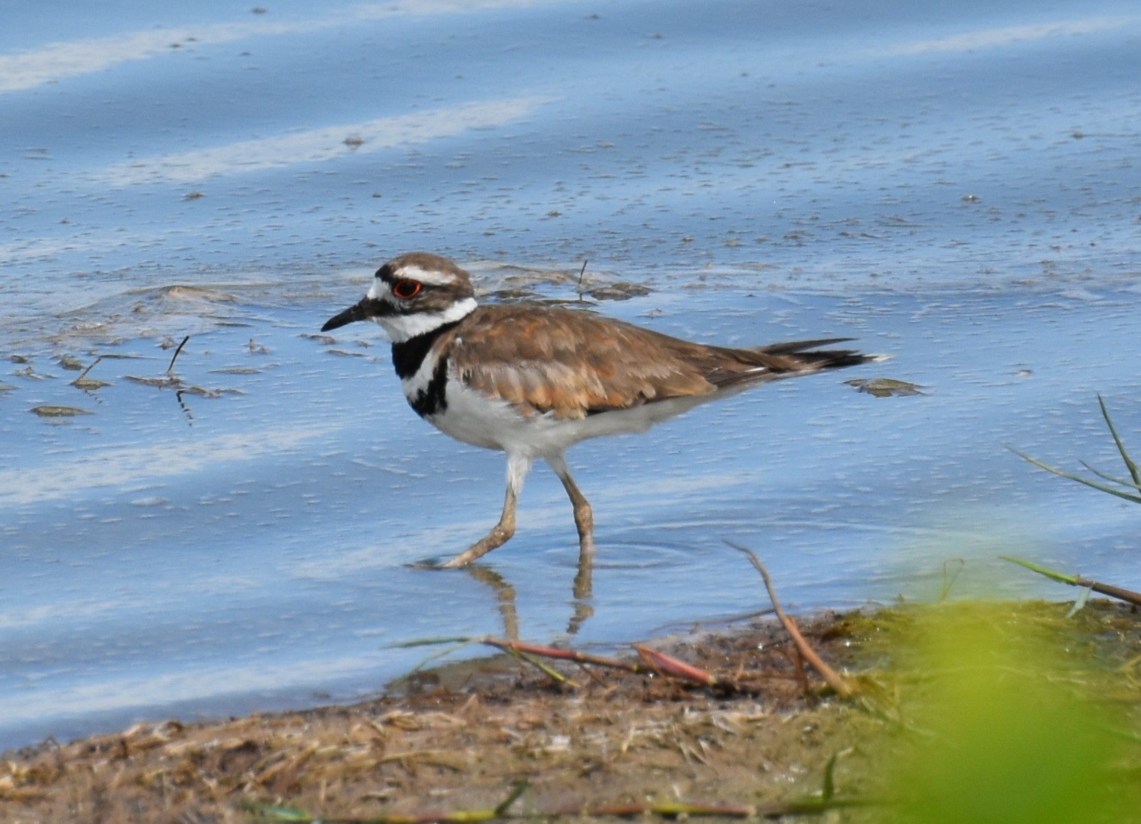 Killdeer,Adult.JPG