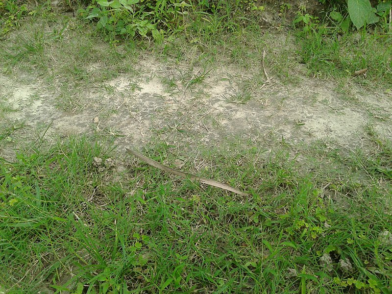 grass.jpg