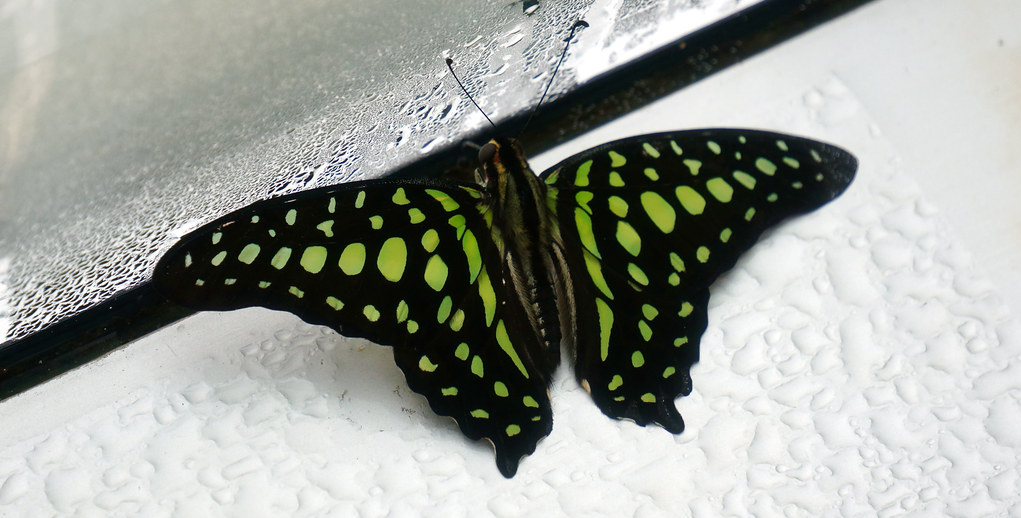 Butterfly.png