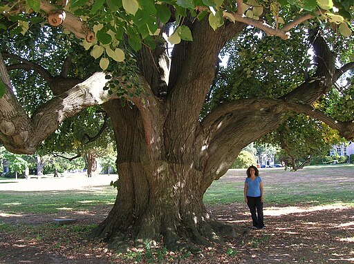 linden.jpg