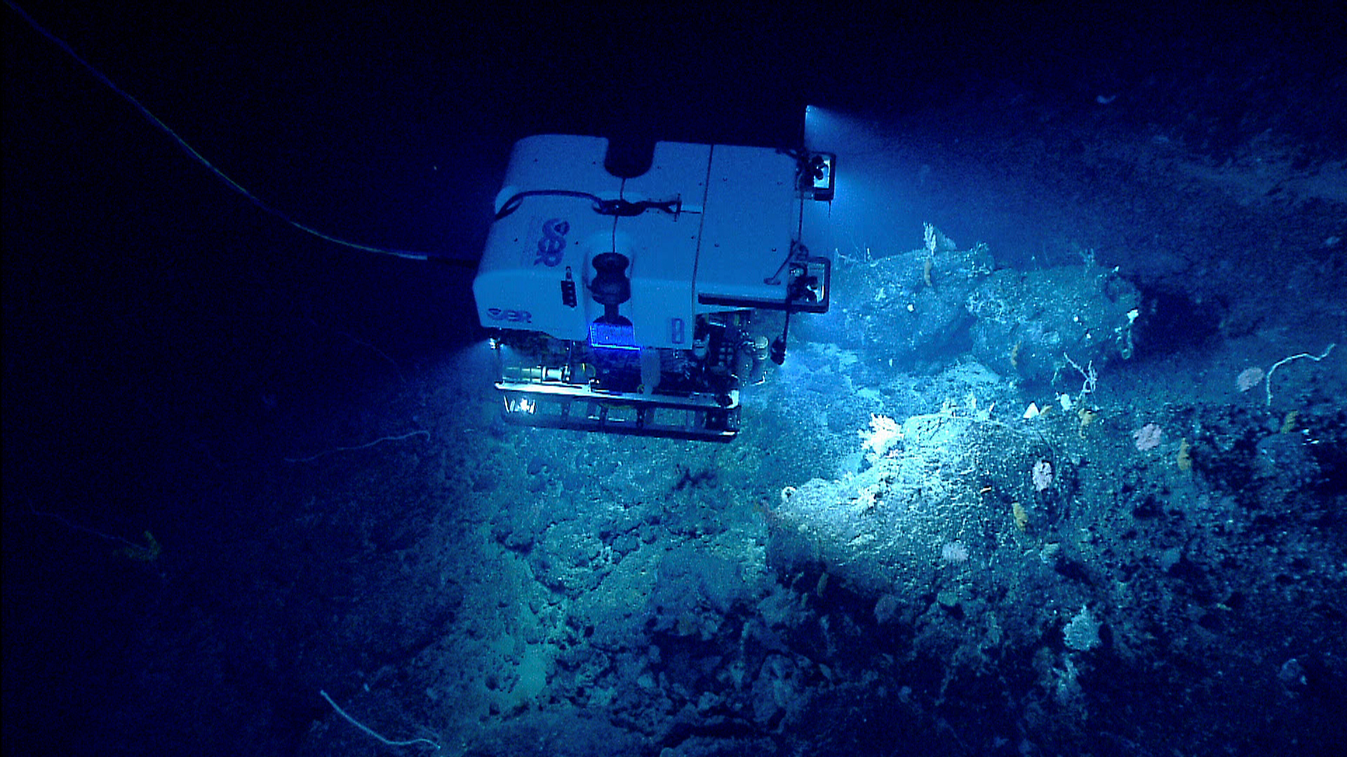 ROV_and_coral_-_Retriever_Seamount.jpg