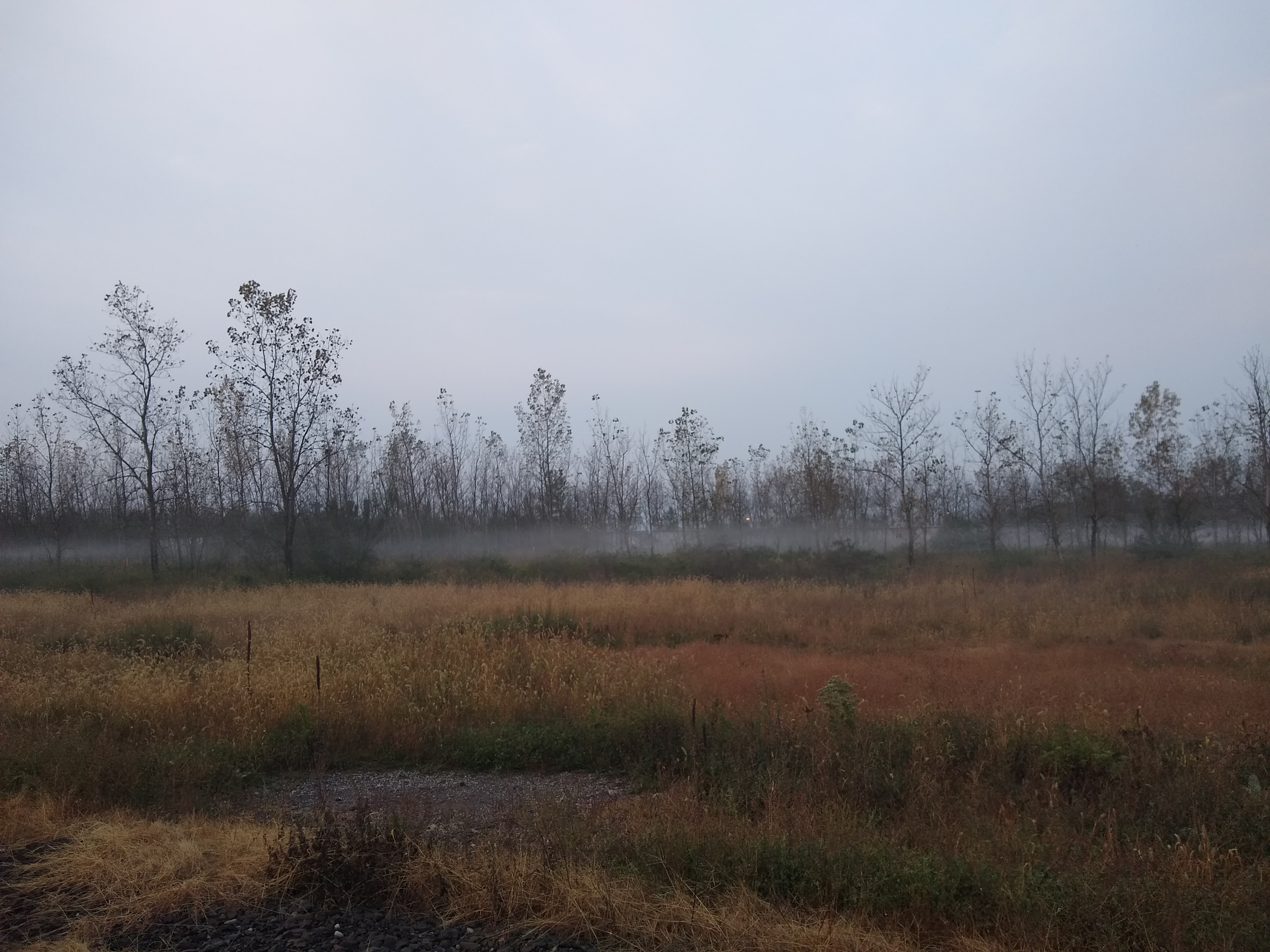 fog1.jpg