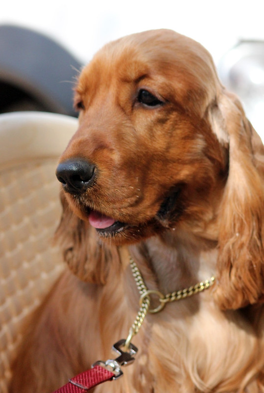 AmericanCockerSpaniel.jpg