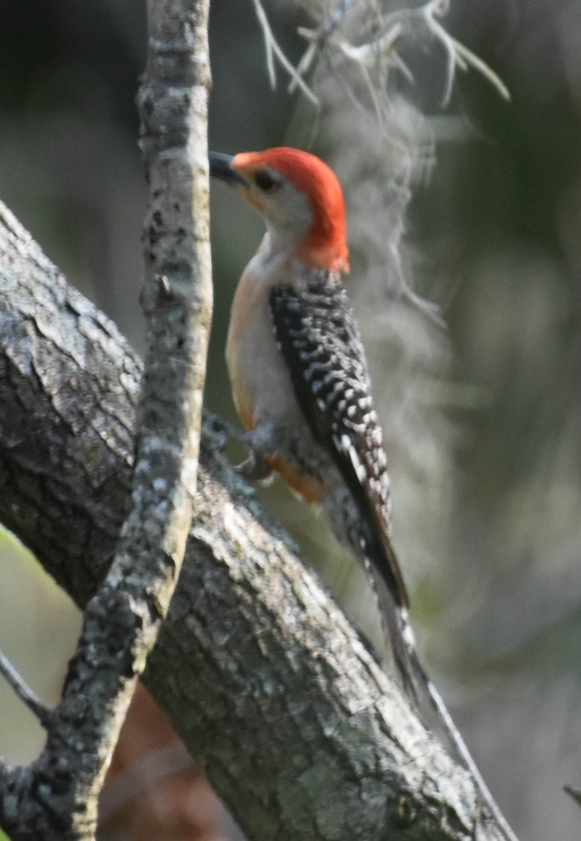 Red-belliedWoodpecker,Male.JPG