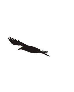 fly9.png