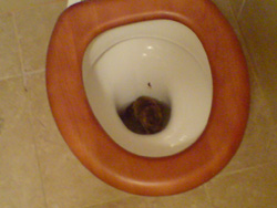 toiletrat.jpg
