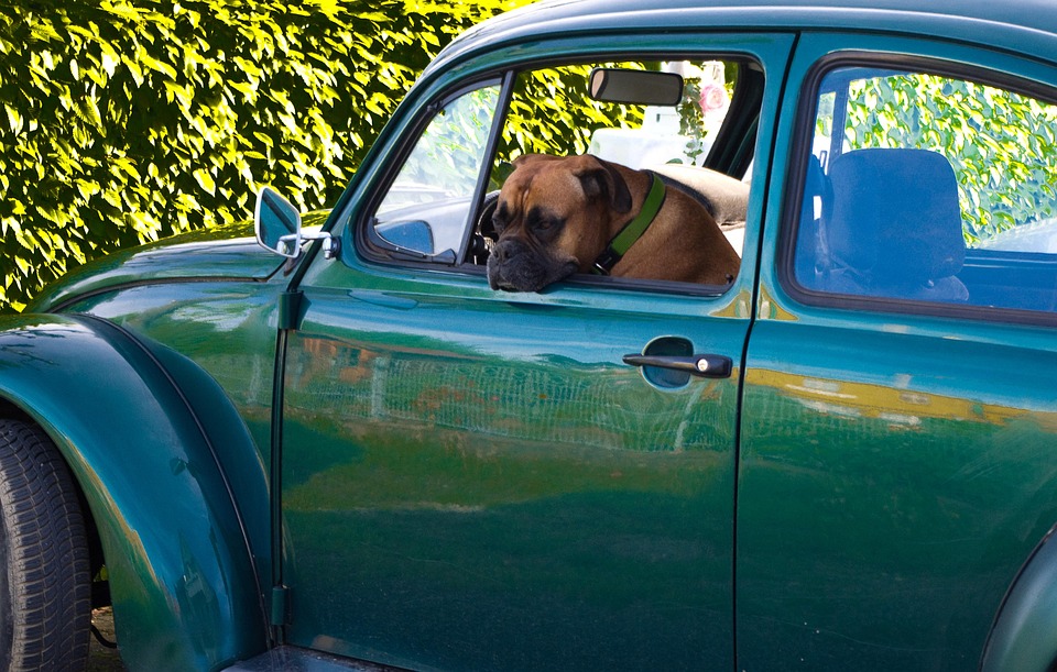 dog-2369624_960_720.jpg