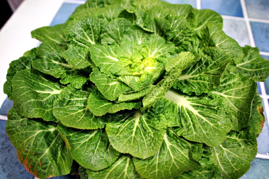 Cabbage.jpg