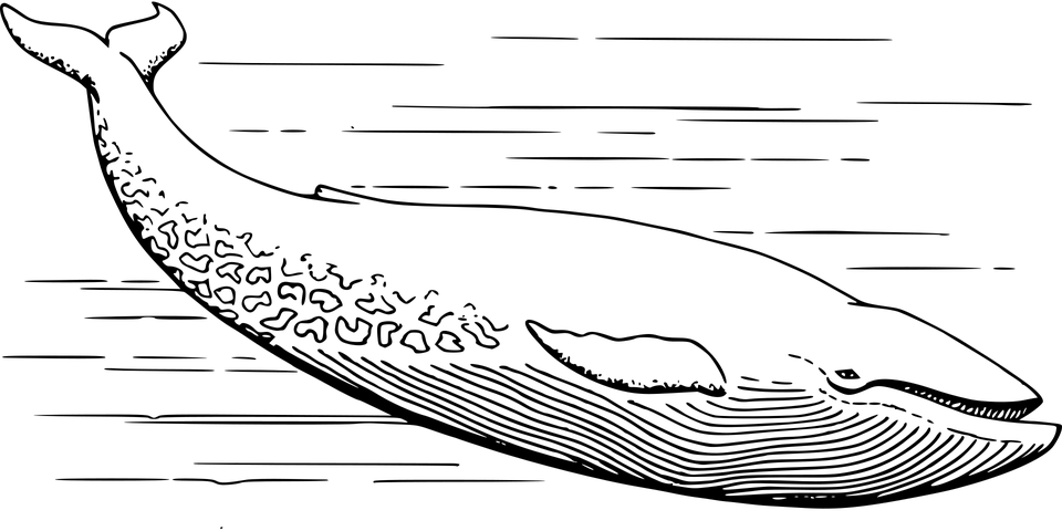 fish-38064_960_720.png