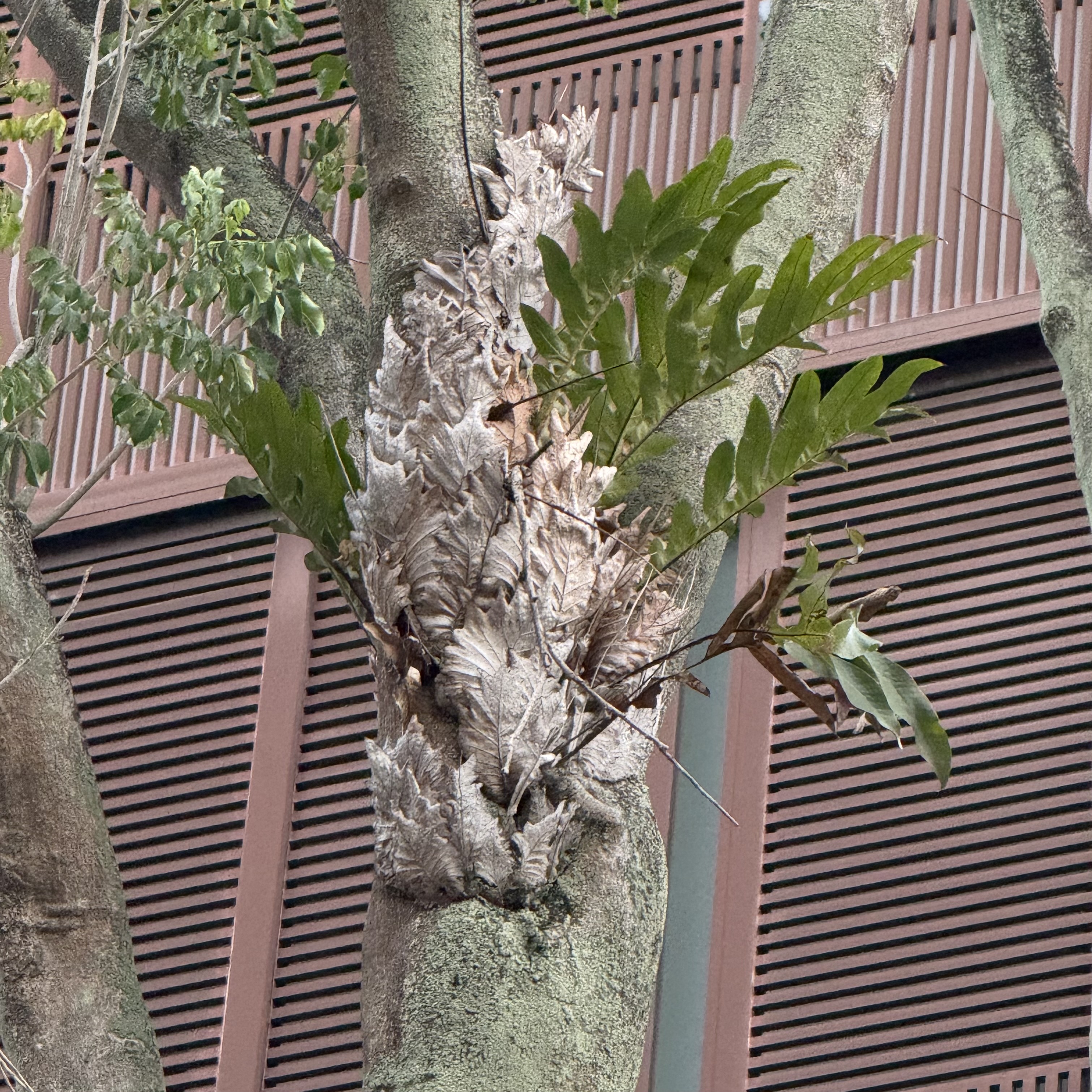 植物鹅