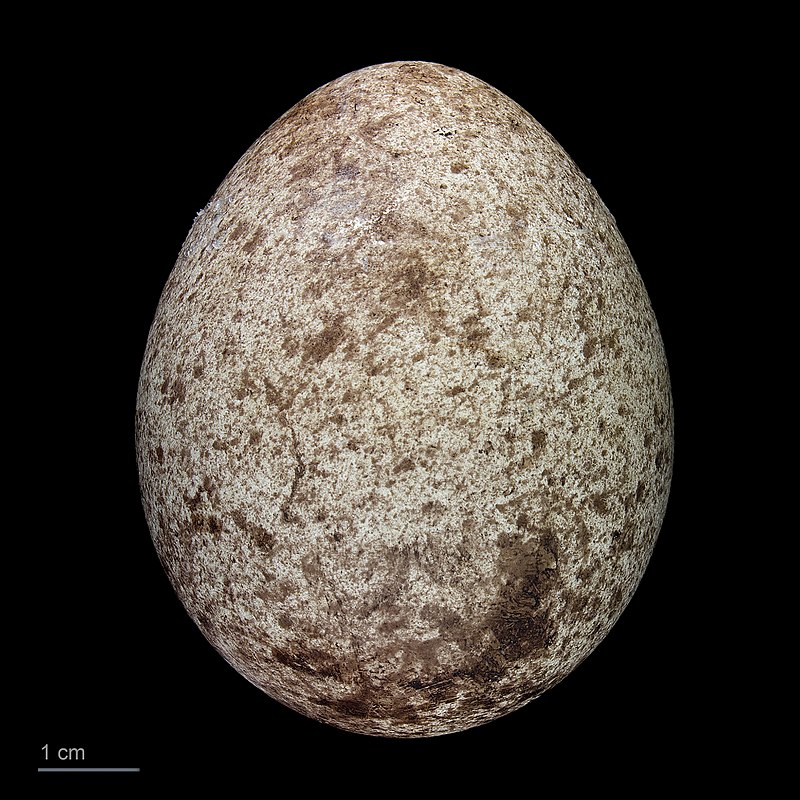 Phrub_egg