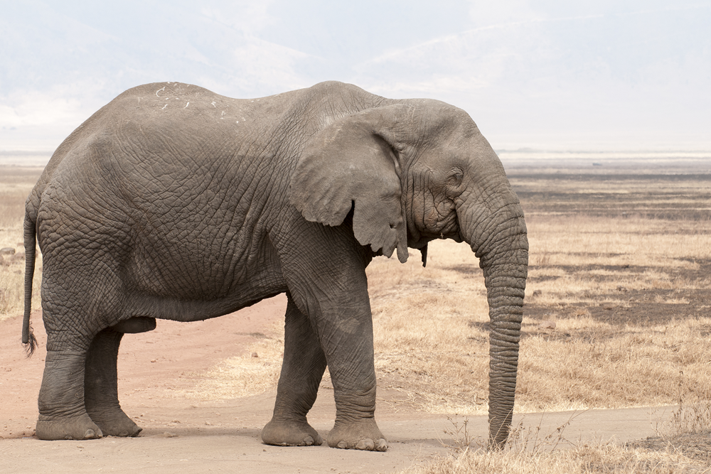 Elephant.png