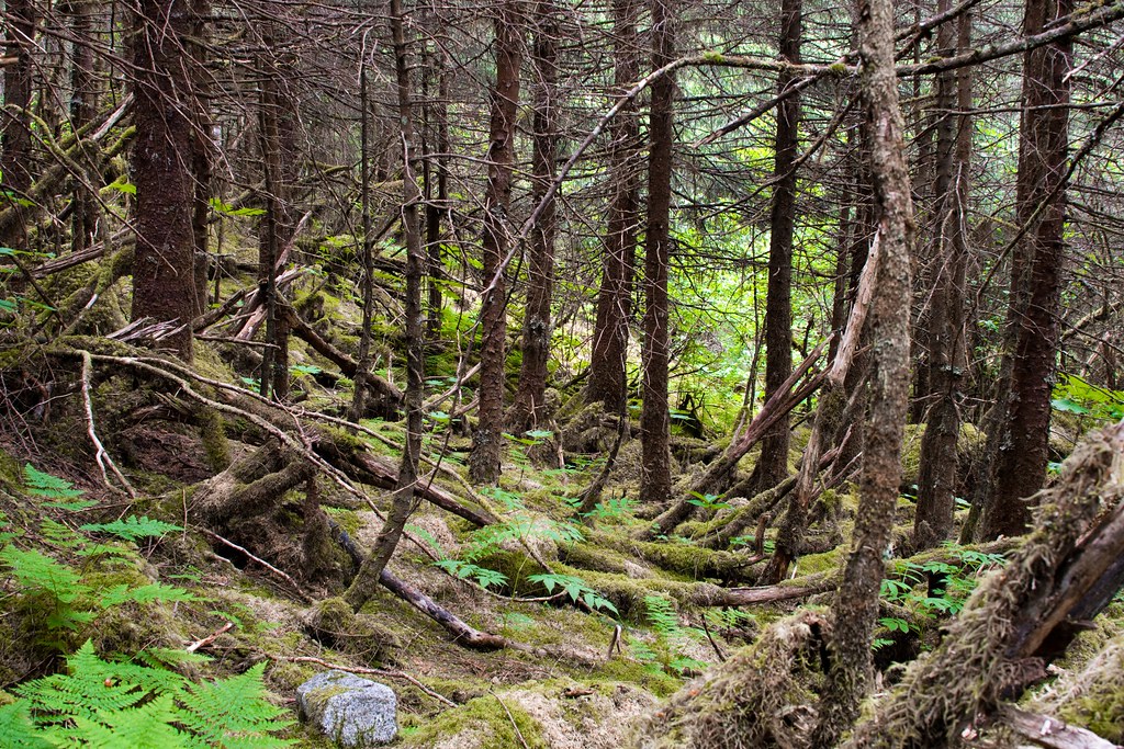 forest