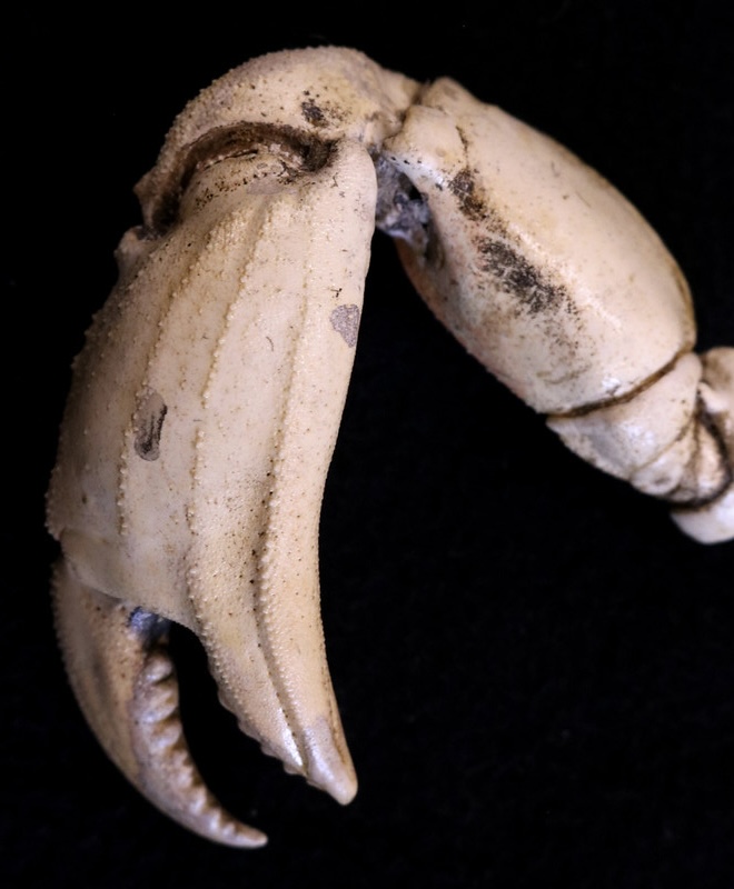 LobsterWing.jpeg