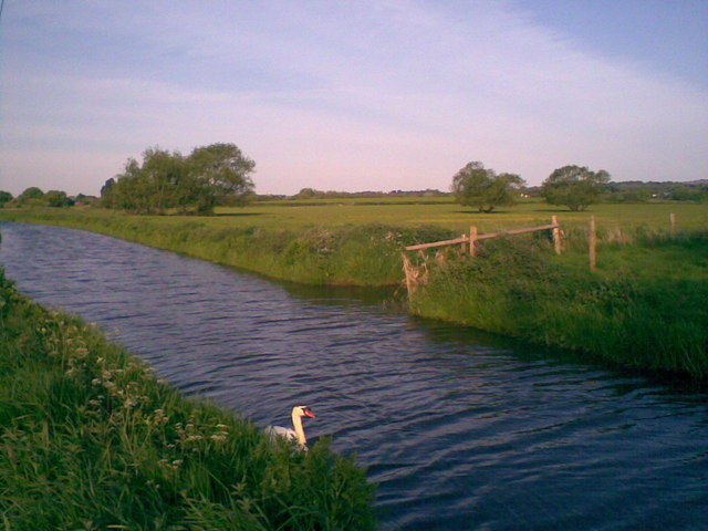 goosenamedswan.jpg