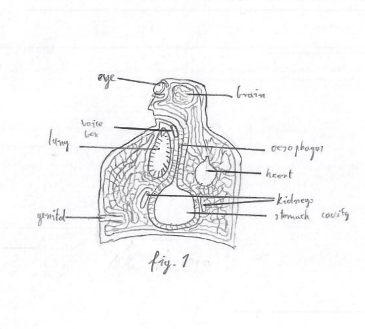 fig.1