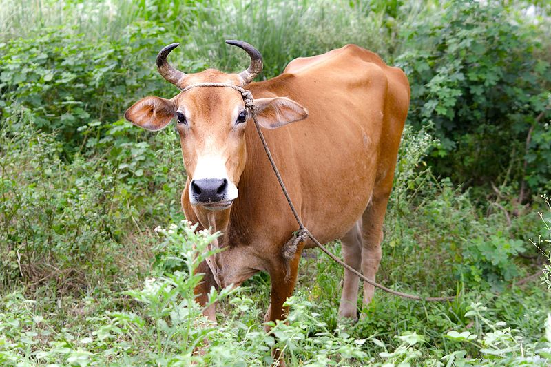 cow.jpg