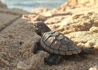 AlleraReyTurtle.jpg