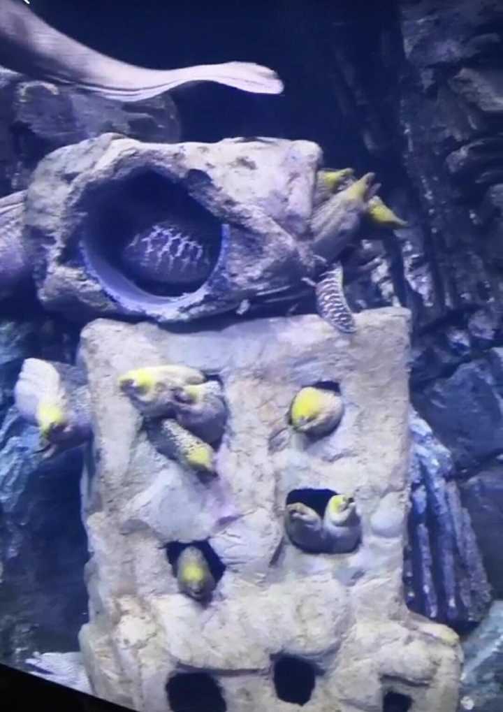 鳗鱼们