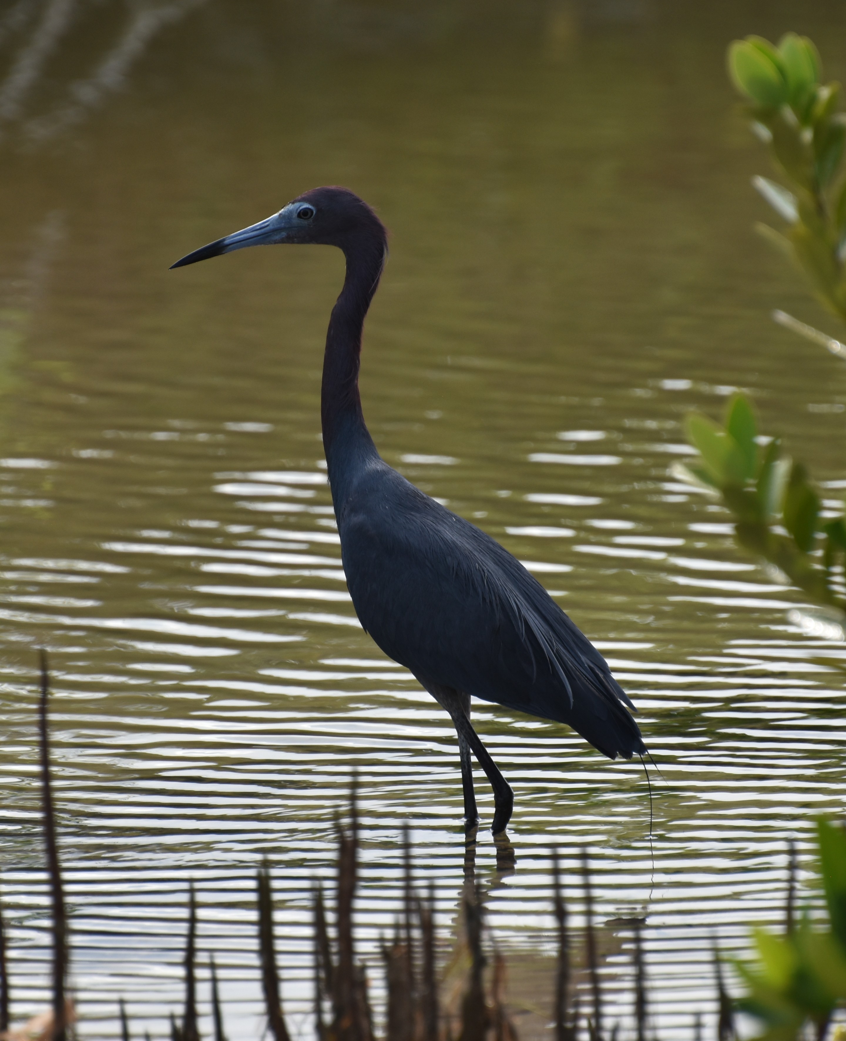 LittleBlueHeron,Adult.JPG