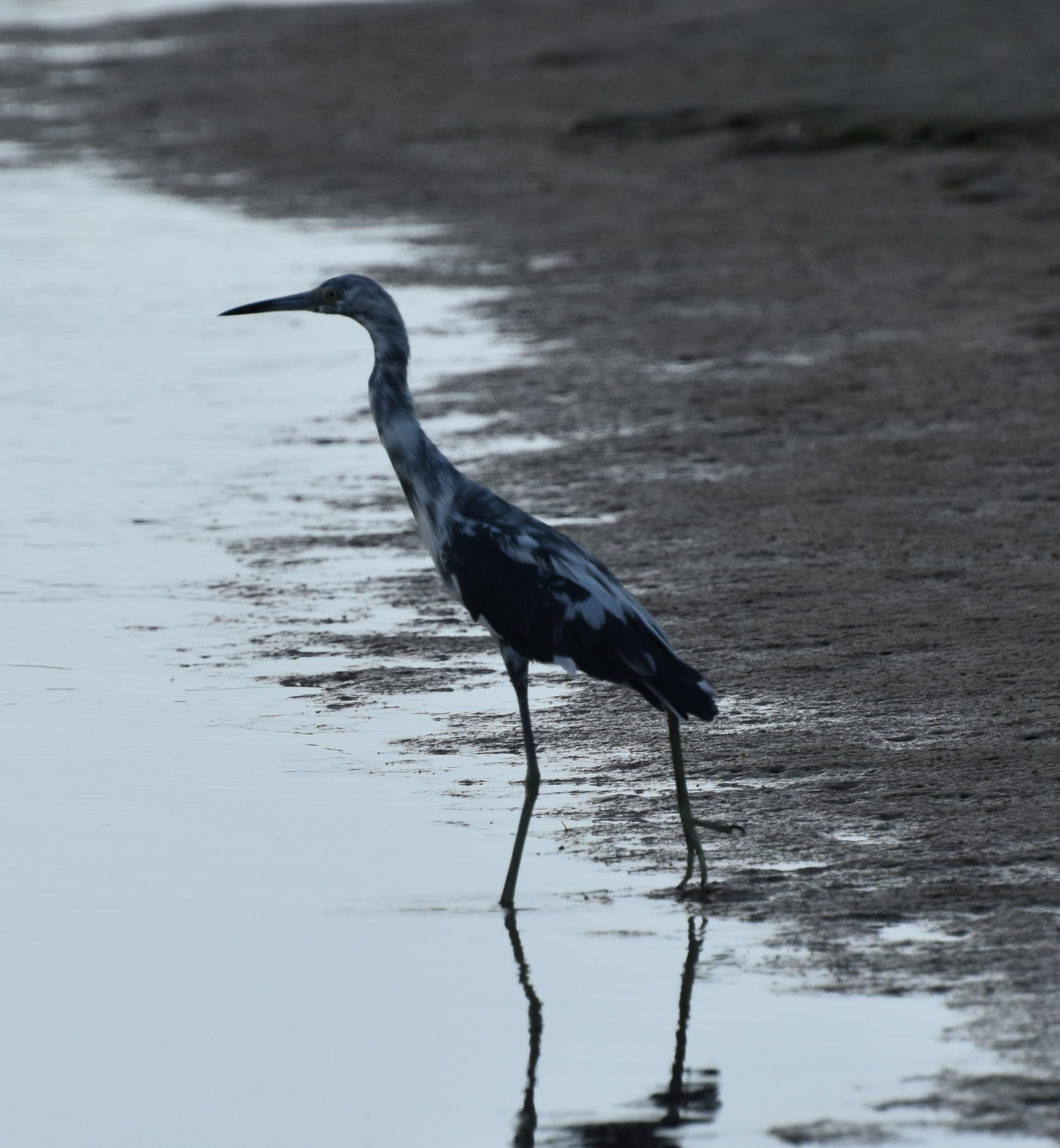 LittleBlueHeron,Immature.JPG