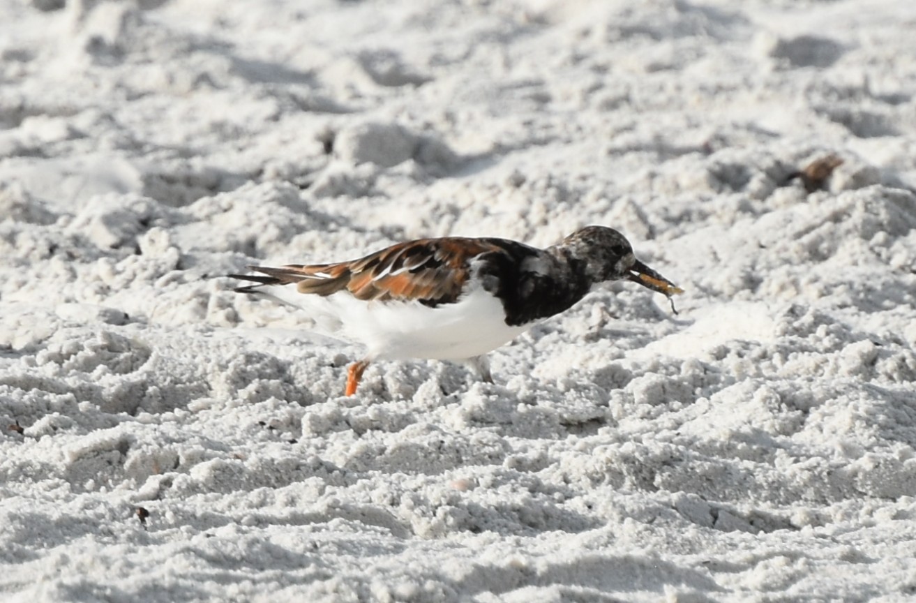 RuddyTurnstone,BreedingAdult.JPG