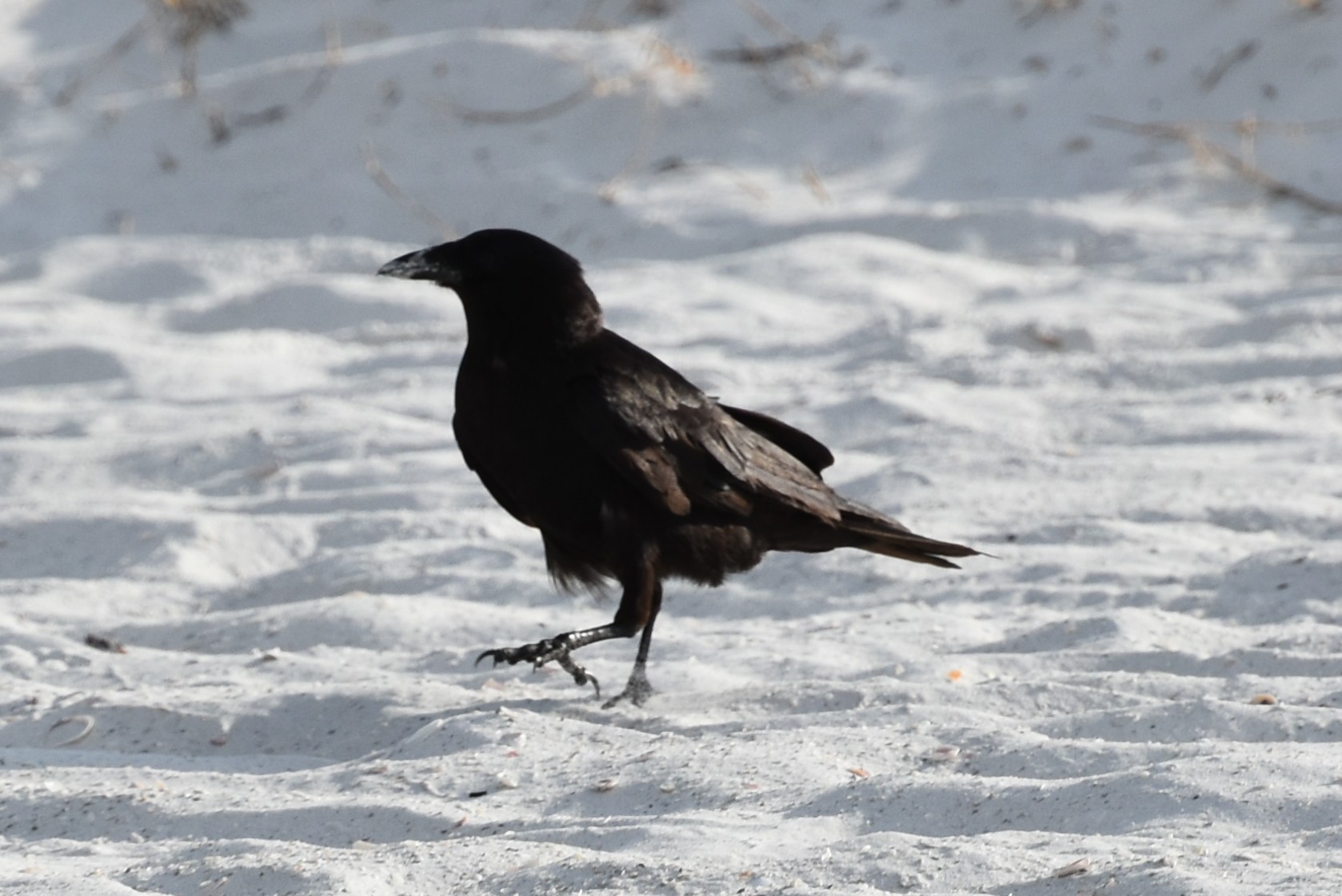 Crow(AmericanorFish).JPG