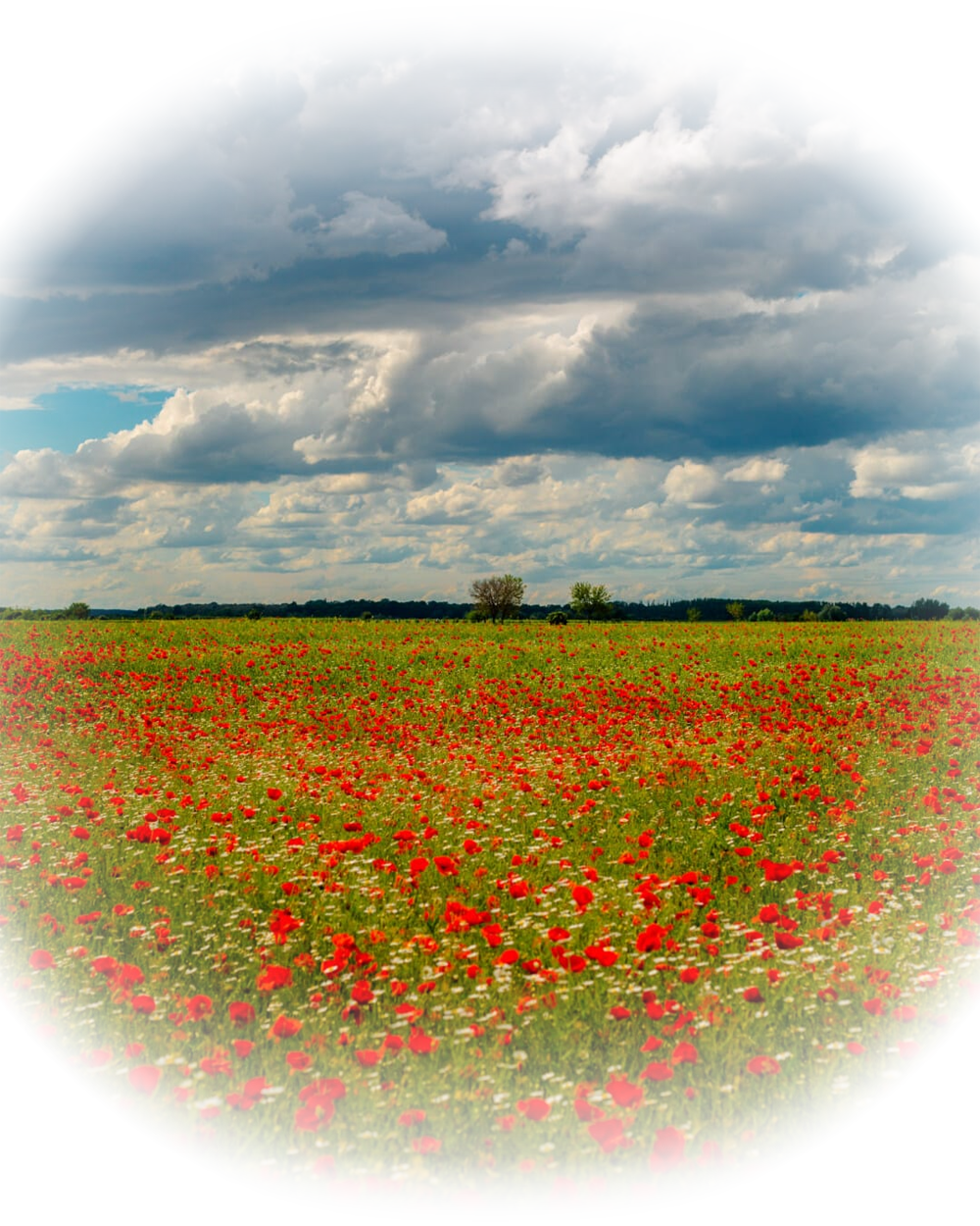 field.png