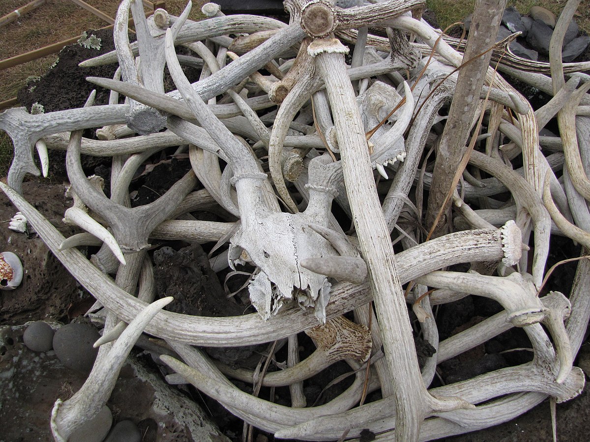 1200px-Starr-120608-7324-Pleomele_auwahiensis-habit_with_deer_antler_mulch-Ulupalakua_Ranch-Maui_(25052038411).jpg