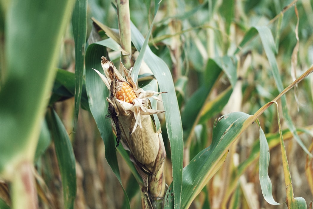 CN-1831 corn.jpg