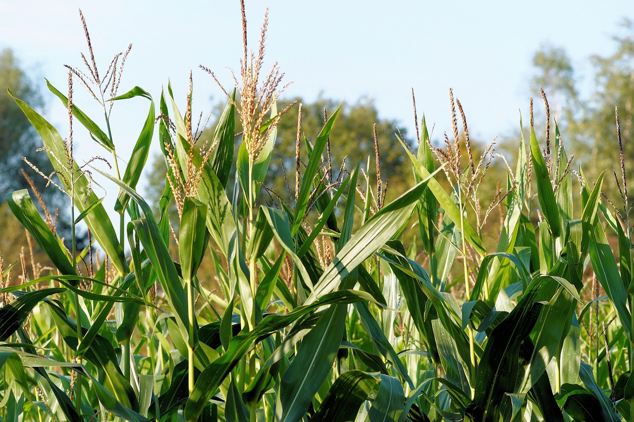 corn-436654_1280.jpg