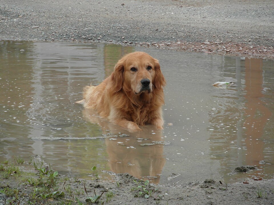 dog4.jpg