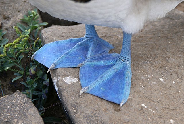 bluefoot.jpg