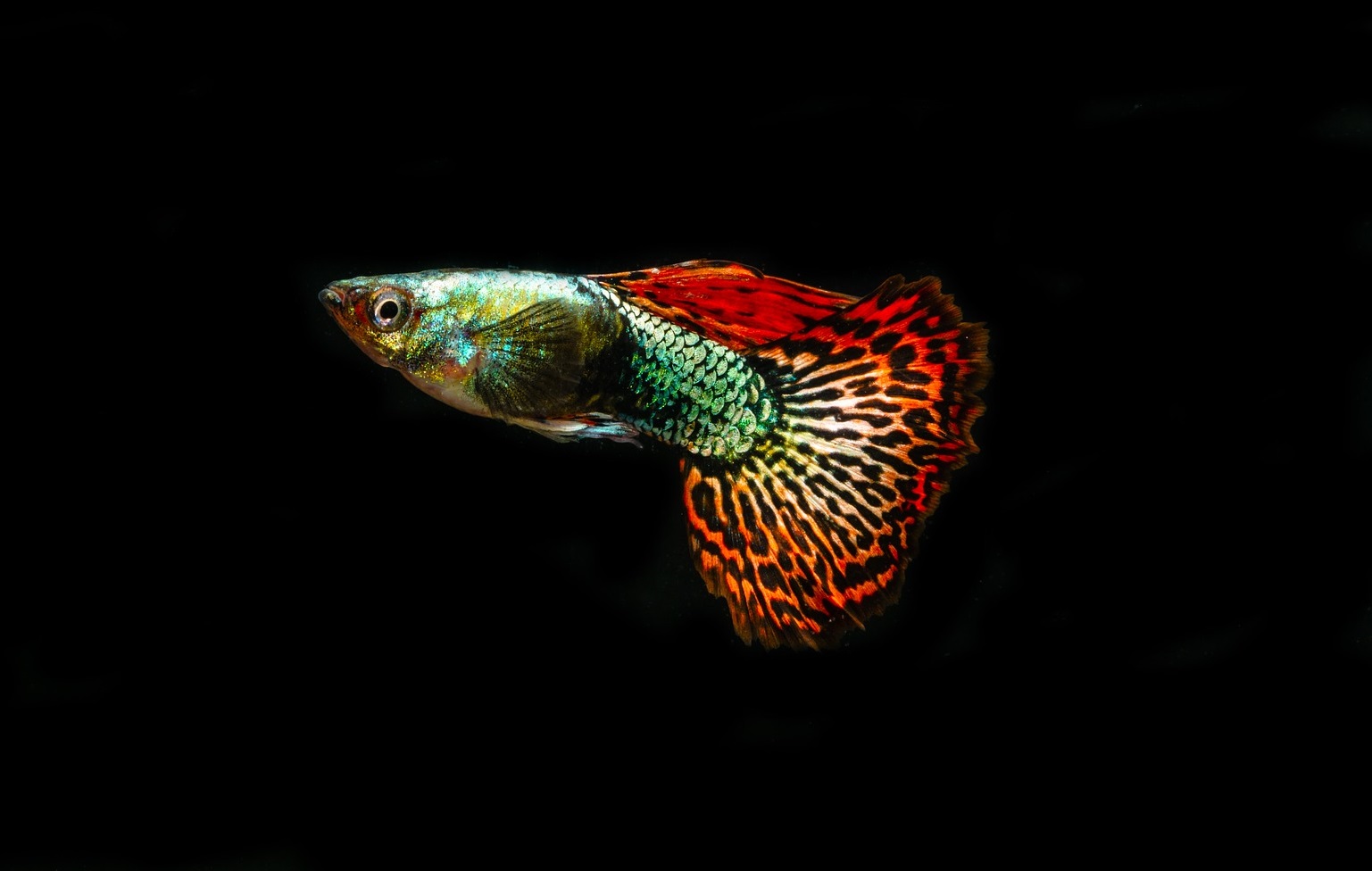 guppies-3744199_1920.jpg