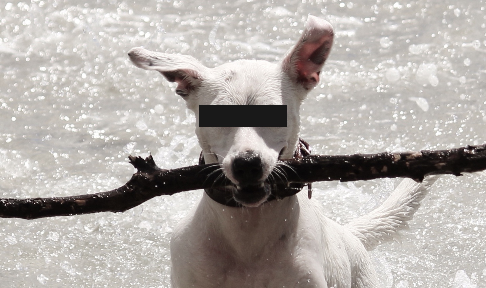 dog-batons-water-retrieve-beach-648940_edit_23664165402638.jpg