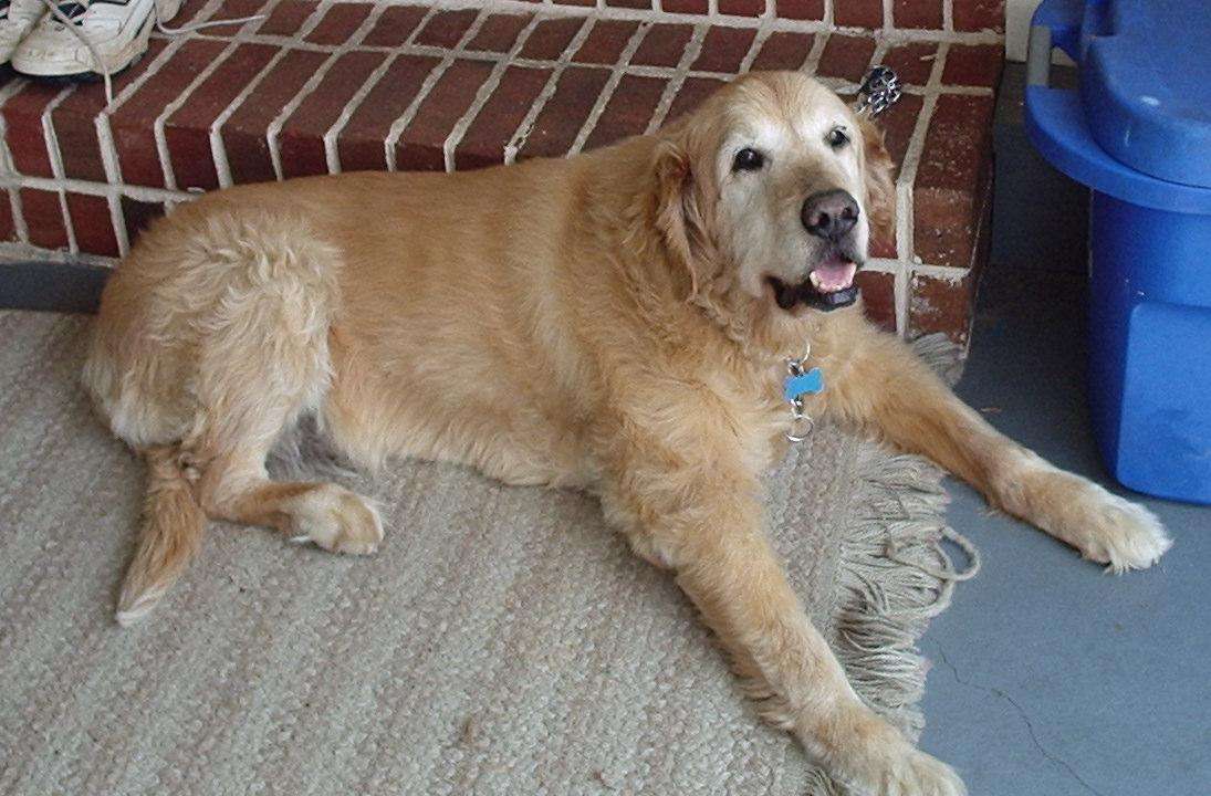 dog2.png