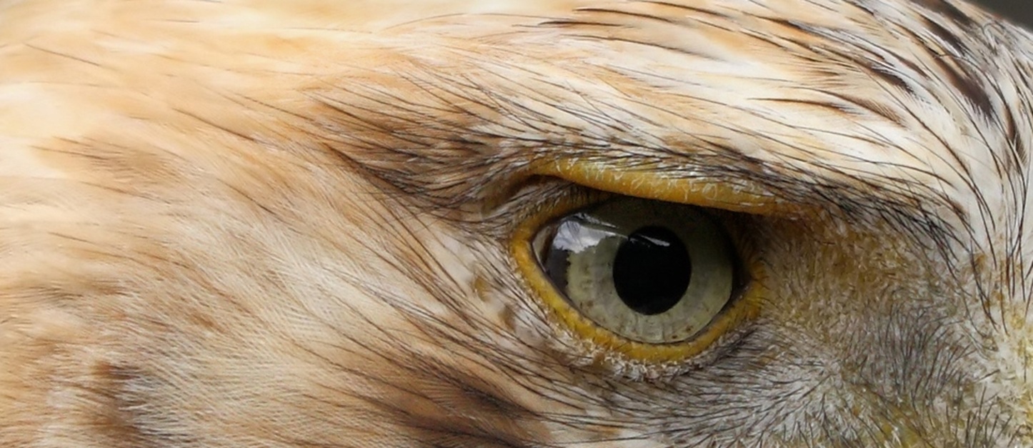 Kaiseradler_Aquila_heliaca_3_amk.jpg