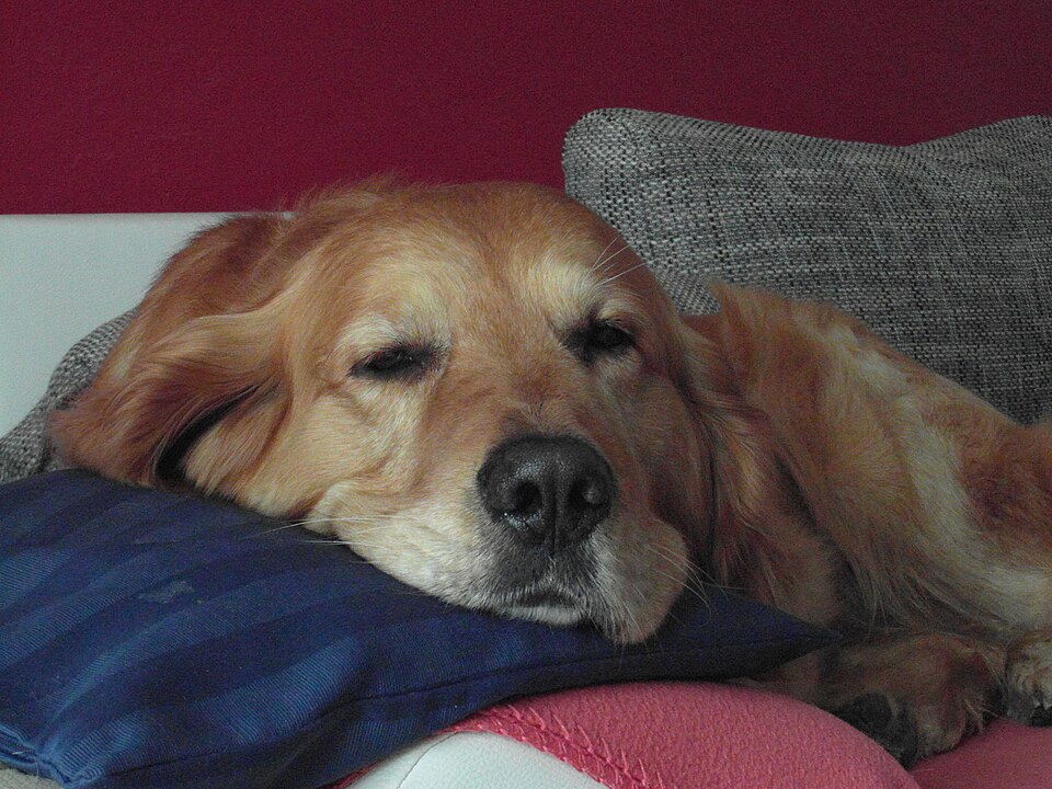 dog7.JPG