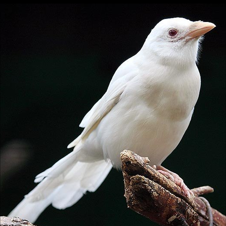 magpie.png
