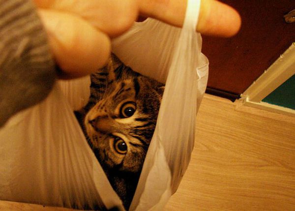 Кот 2.jpg