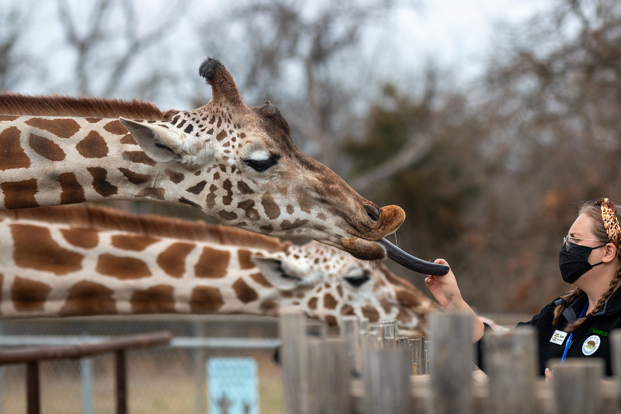 zoo_image.png