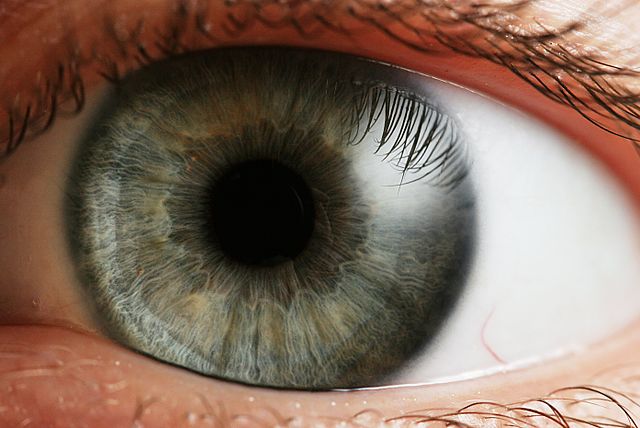 eye1.jpg