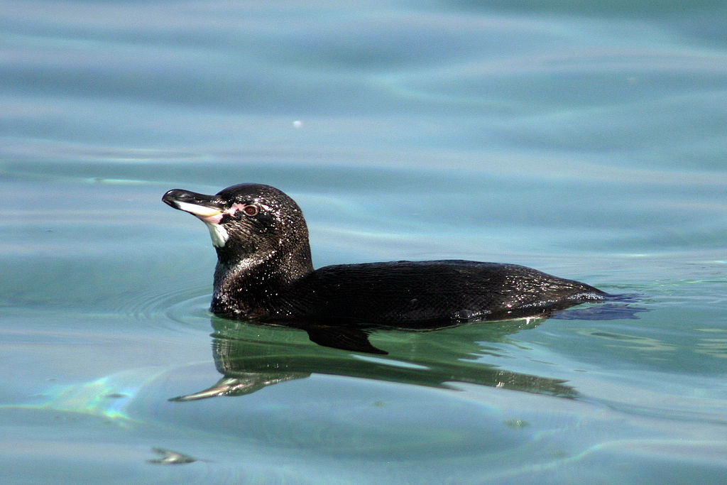 Male_Galápagos_penguin.jpg