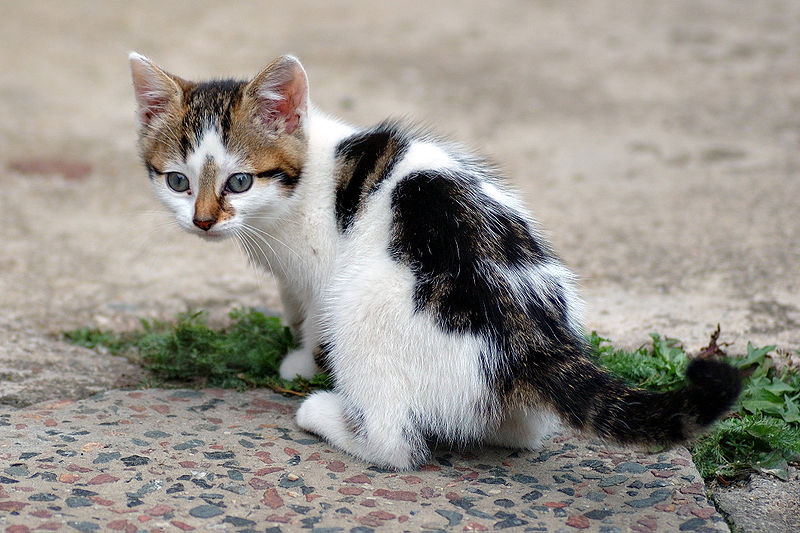 cutie kitty cat so so cute.jpeg