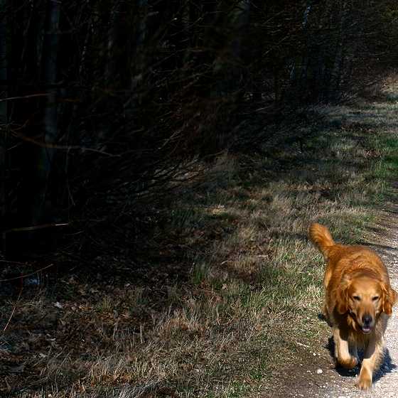 dog9.JPG