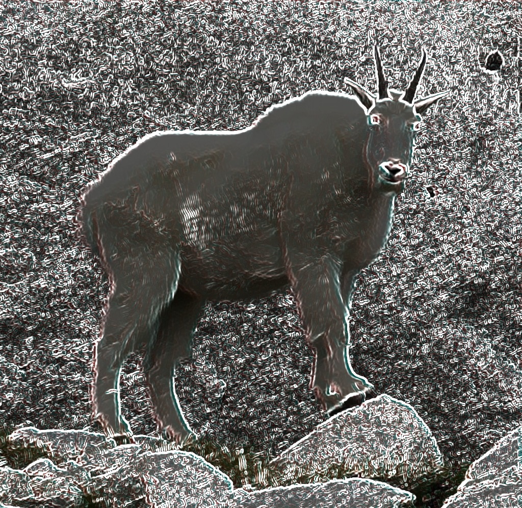 goat.jpg